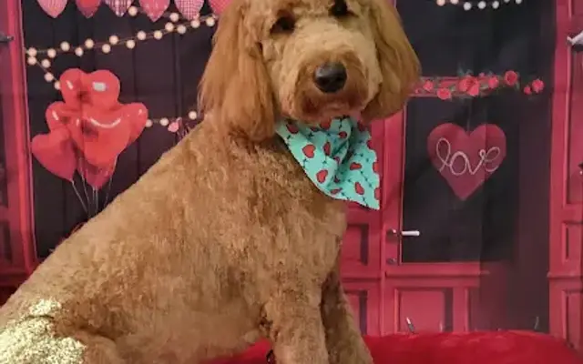 Dirty Dog Grooming in Stroudsburg, PA