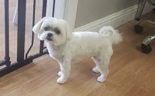 Whitney's Dog Spa in Cotati, CA