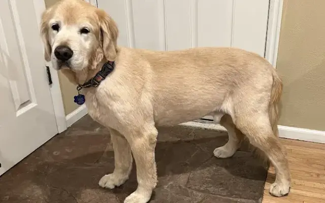 PetSmart Grooming in Superior, CO