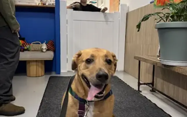 Doggittude in Brooklyn, NY