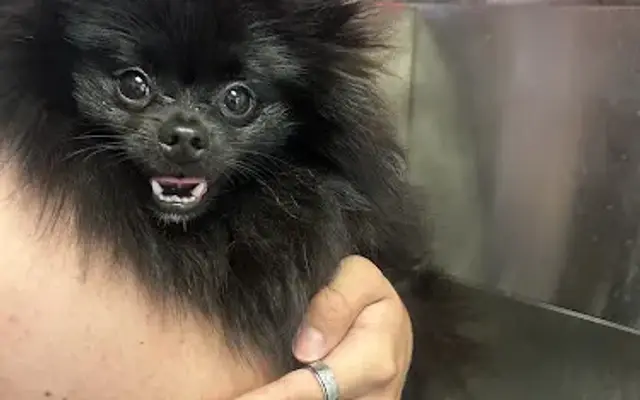 Peachy Paws Grooming and Coloring Salon in Canton, GA