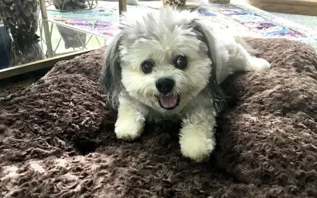 Pinky's Dog House in Prudenville, MI