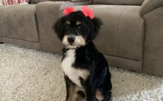 Country Paws Grooming in Canonsburg, PA