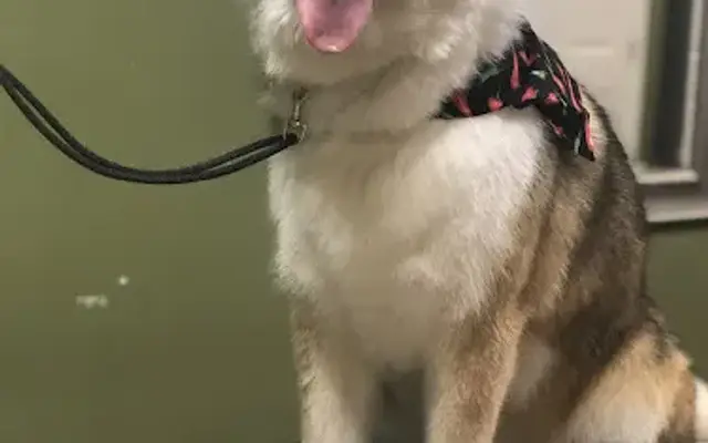 The poochie parlor in Flowery Branch, GA