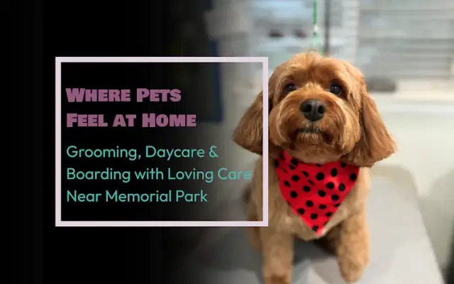 The Dog House Pet Salon - Memorial Park in Houston, TX
