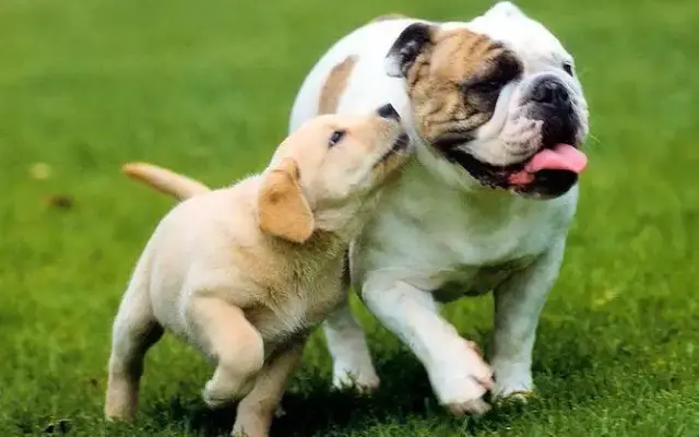 DT Pet Lovers - Dog Walking in Los Angeles, CA