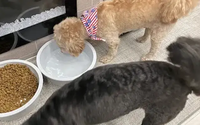 Every Dog Has Its Day in Tulsa, OK