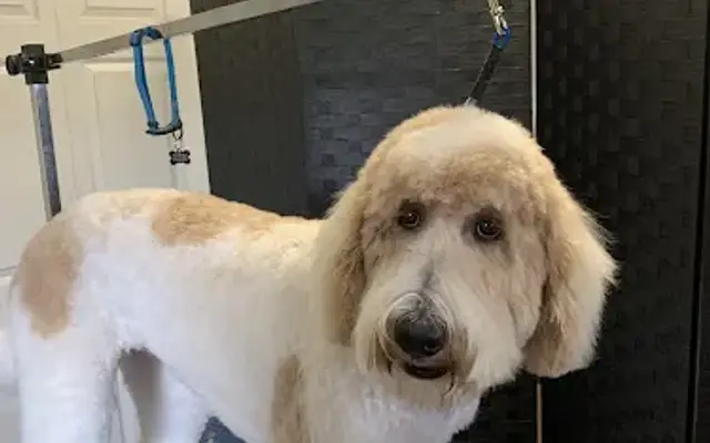 Looking Sharp Pet Grooming in Sutter, CA