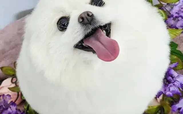 Ironmaya Pet Grooming in Diamond Bar, CA