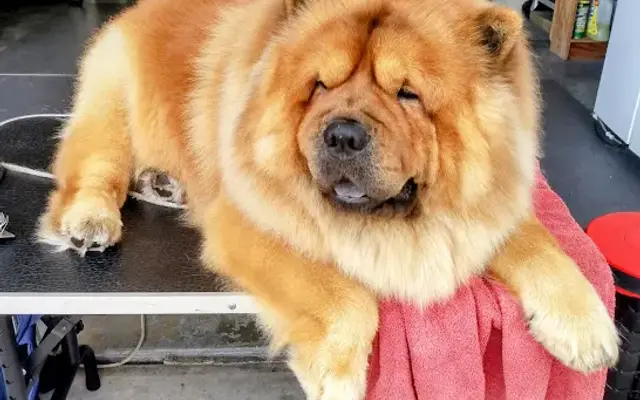 Sudsy Buttz Mobile Dog Grooming in Largo, FL