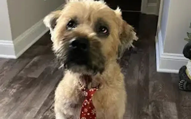 A True Love & Loyalty Pet Grooming in Grayslake, IL