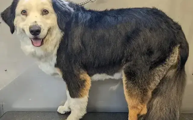 Shaggy Shepherd Mobile Grooming in Spokane, WA