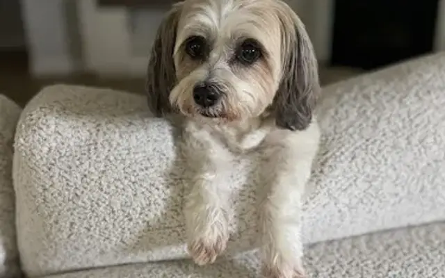 PetSmart Grooming in Cartersville, GA