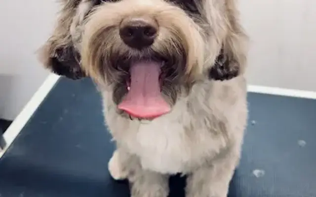 Bark N Brush Mobile Grooming in Lapeer, MI