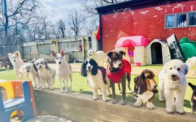 The Puppy Patch in Annandale, NJ