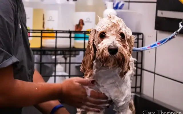 PetSmart Grooming in West Chester Township, OH