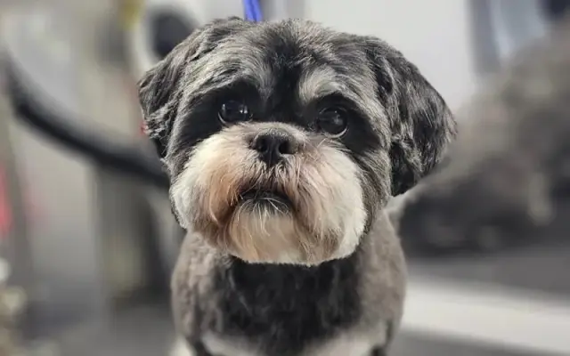 Chris and Kassie's Mobile Pet Grooming in Folsom, CA