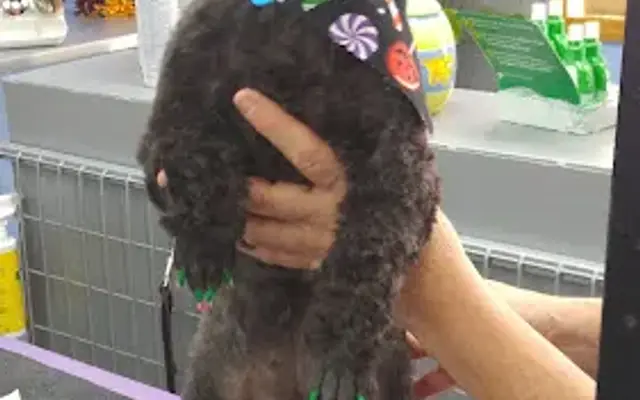 Spoiled Pets LLC in Cairo, MO