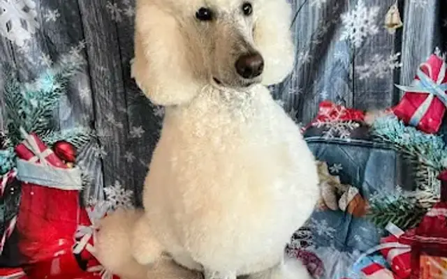 Fancy Paws Grooming in Brevard, NC