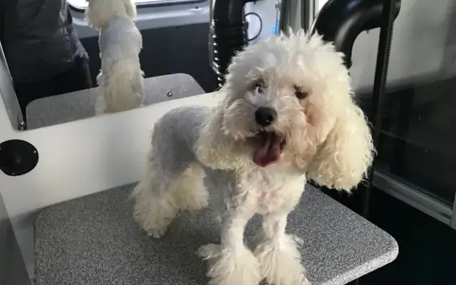 Rhode Island Mobile Grooming in North Kingstown, RI