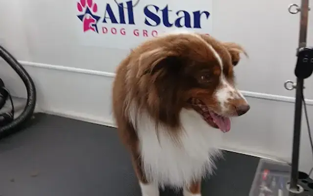 All Star Dog Grooming in Smyrna, GA