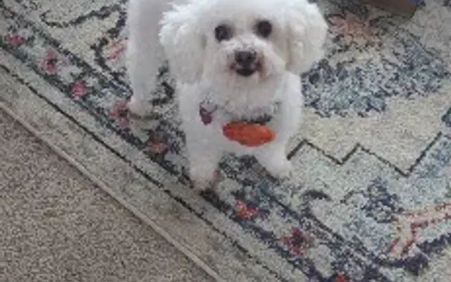 Bon Bons Pup Salon in Kewadin, MI