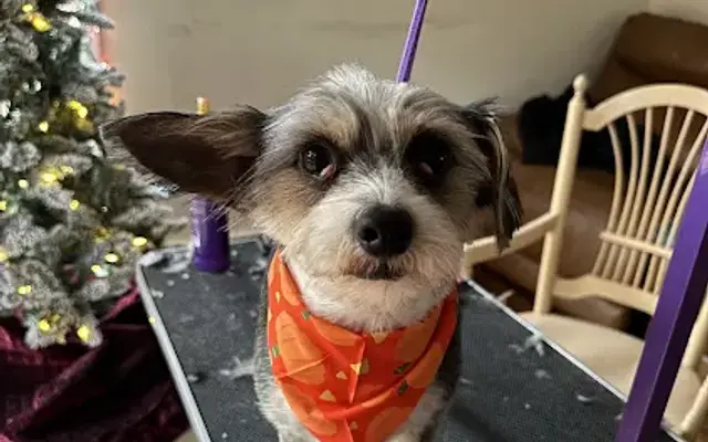 Grooms by Sabrina in Montclair, NJ