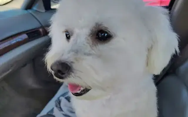 Love My Dog Pet Grooming in Lambertville, MI