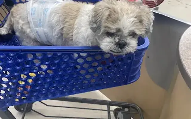 PetSmart Grooming in San Antonio, TX