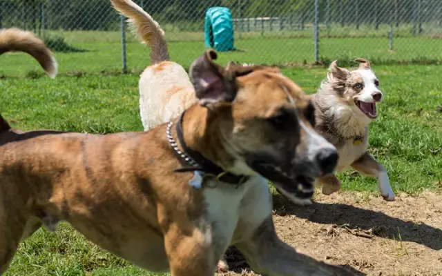 Barking Ranch Pet Resort in Brenham, TX
