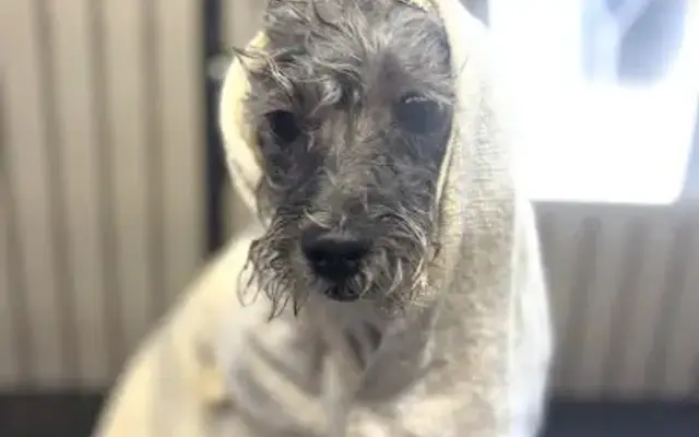 A Pup Parlor Dog Grooming in Beaumont, CA