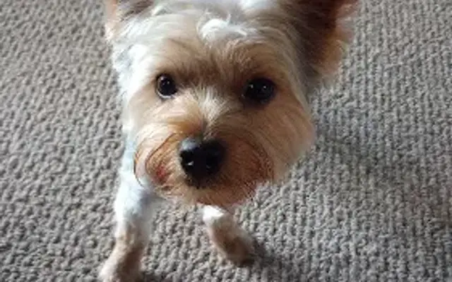 Eve's Elegant Mobile Dog Grooming in Jonestown, PA