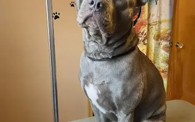Happy Tails Dog Grooming in Lincoln Park, MI