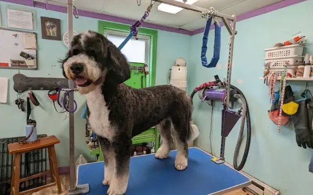 Shaggy Chic Dog Grooming in Attleboro, MA