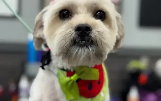 Pet Supplies Plus Bayville Grooming in Bayville, NJ