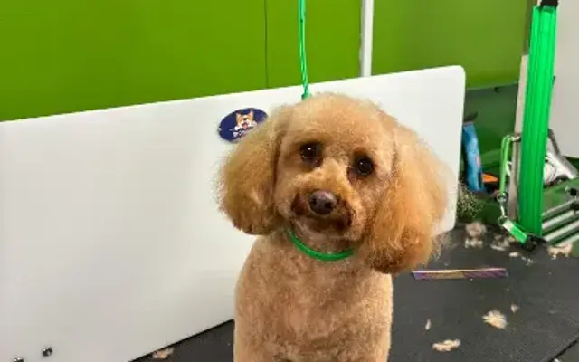 Coat of Many Colors Mobile Dog Grooming in Lebanon, TN