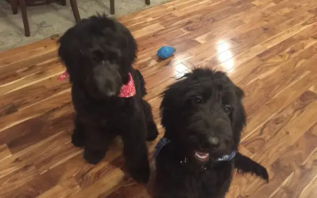 Kingdom Pets Dog Grooming in Mt Vernon, IL