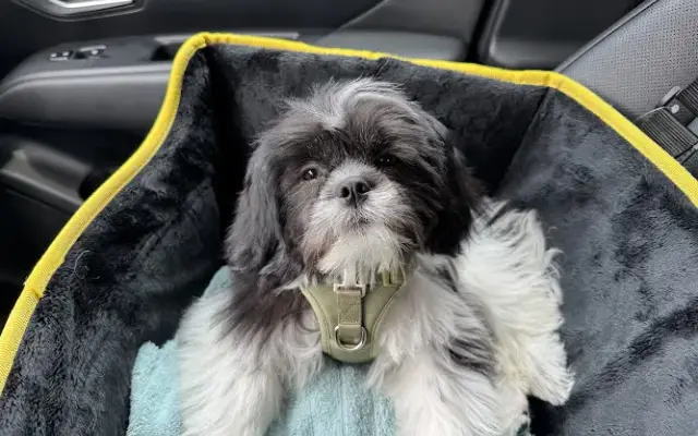 Stephanie's Pet Grooming in Colonial Heights, VA