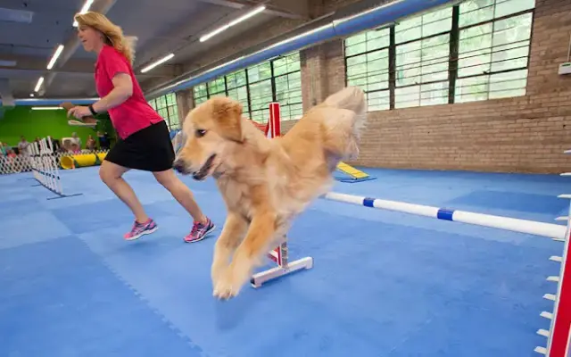 Urban Pooch Training and Fitness Center in Chicago, IL