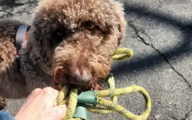 Jill's Pet Care in Glen Cove, NY