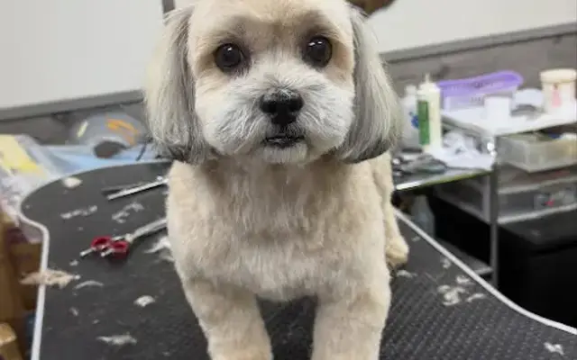 Vlada's Pet Grooming & Boarding in Brooklyn, NY