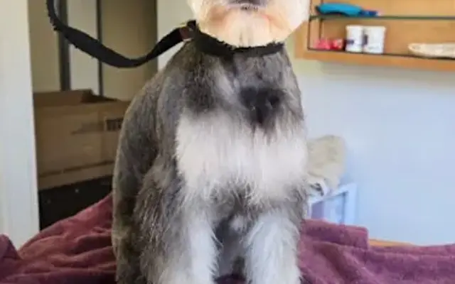 Calm Specialty Grooming LLC in Alpine, CA