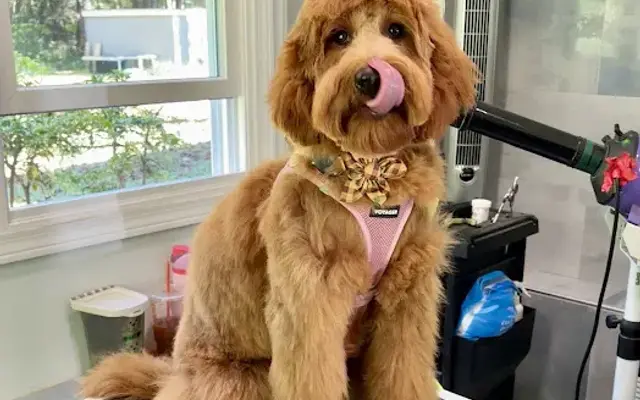 Petunia's Pet Parlor in Sharon, MA