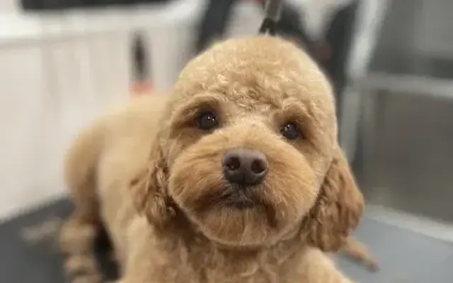Paw & Spa Mobile Grooming in Kissimmee, FL