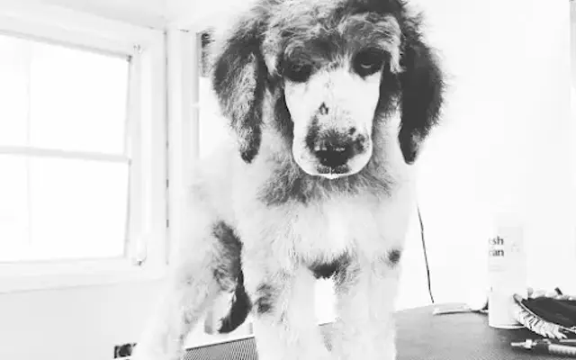 Right way Mobile Pet Grooming in Lexington, SC
