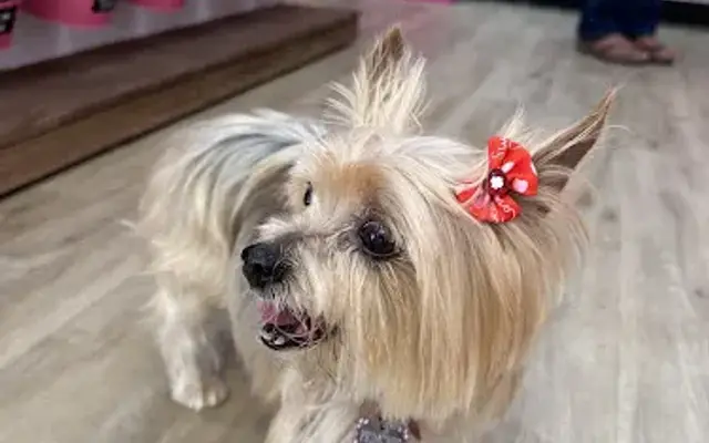 Woof Gang Bakery & Grooming Midtown Sac in Sacramento, CA
