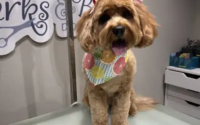 Barks & Bubbles Holistic K9 Spa in San Diego, CA