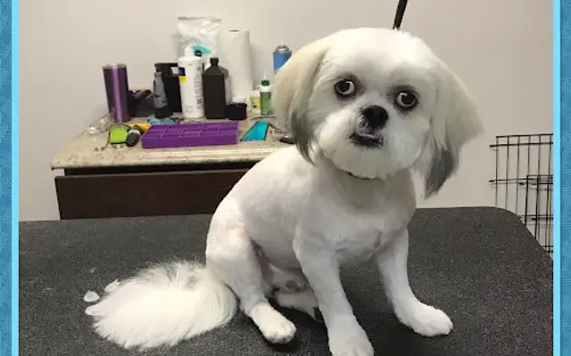 Ready to Paw-ty Pet Spa & Market in New Port Richey, FL