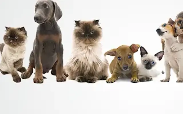 Pam's Professional Pet Grooming in Corryton, TN