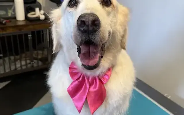 Cat the Dog Groomer in Los Angeles, CA